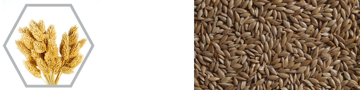 Canary Seed FAQ