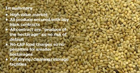 Canary Seed