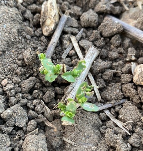 Spring Linseed emerging with flea beetle damage April 2022