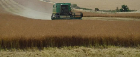 Winter Linseed Harvesting