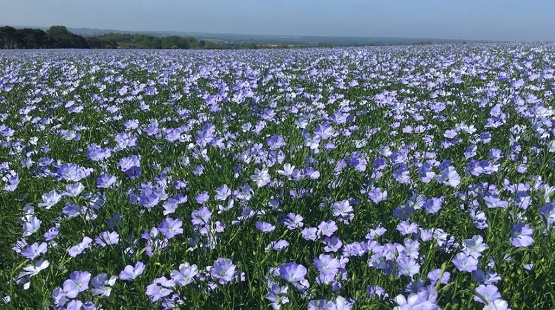 Spring Linseed