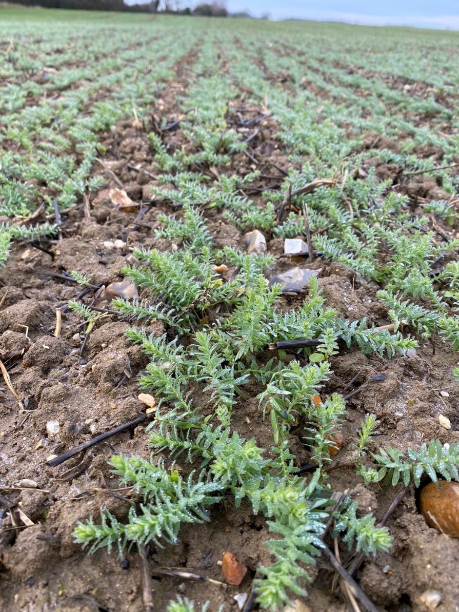 Winter linseed variety Alpaga looking well branched and good size for winter