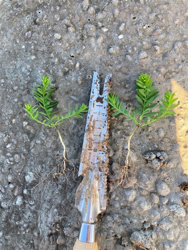 Attila Winter Linseed putting out a second set of branches Nov 21