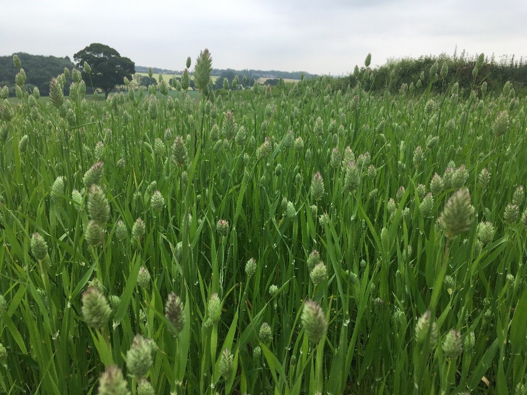 Canary Seed In Merseyside - Late June 2019