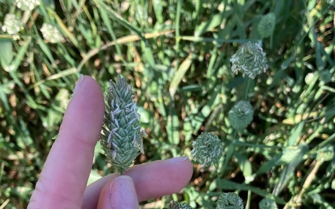 Canary Seed ears June 2022