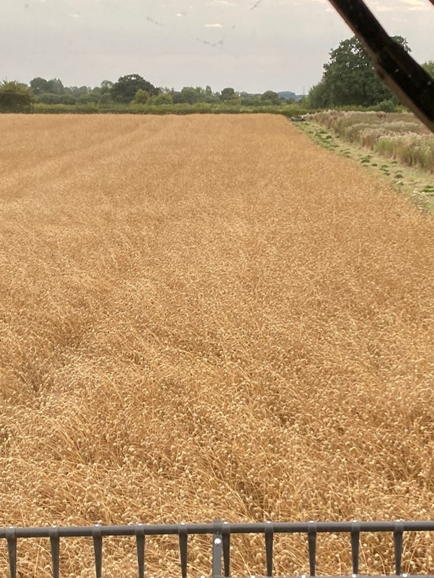Canary Seed harvest in Nottinghamshire 2 14th August 2022