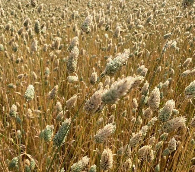 Canary Seed in Nottinghamshire 22nd July 2022
