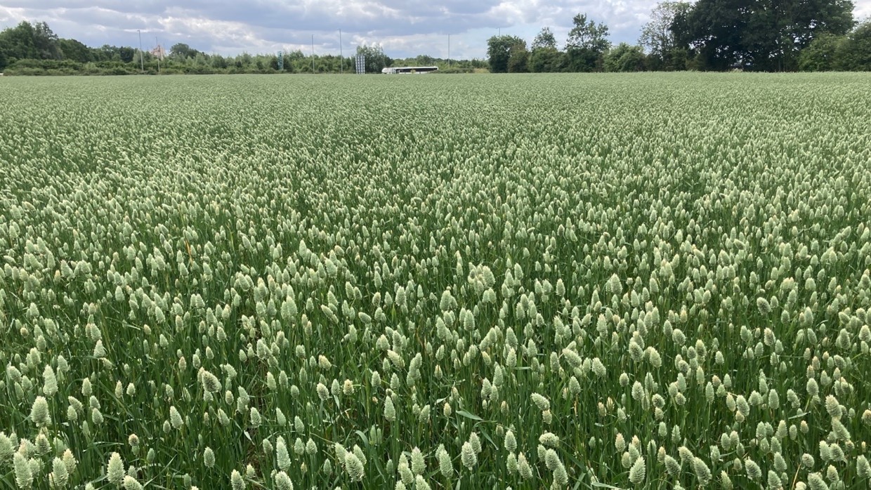 Canary Seed in Nottinghamshire 29th June 2022