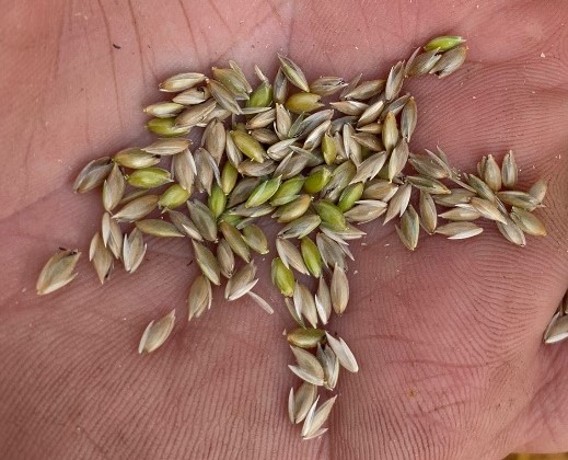 Canary Seed seed July 2022