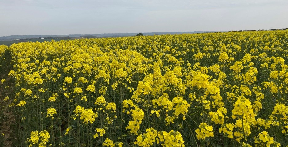 HEAR variety Rocca in full flower in North Lincolnshire