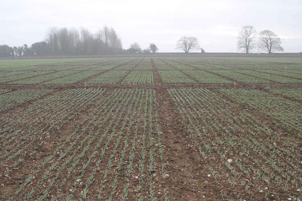 Winter Linseed - Sutton Scotney - January 2019