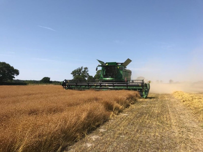 Linseed Attila being harvested in Nottinghamshire