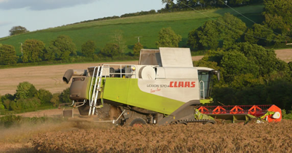 Millet Harvesting