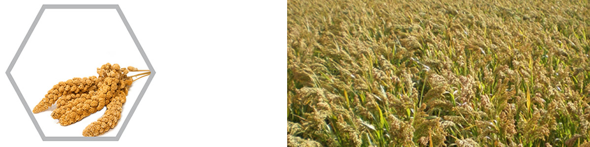 Millet Agronomy