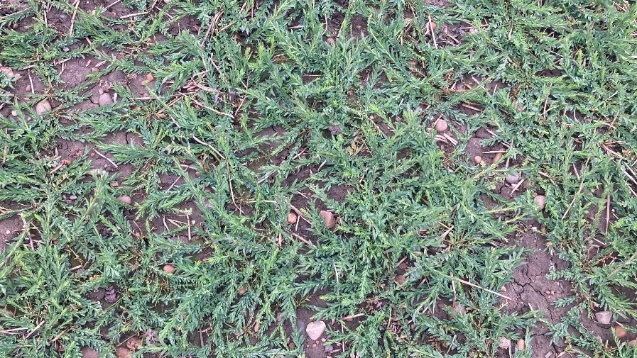 Pigeon Grazed Winter Linseed at JE Chamberlain March 2022