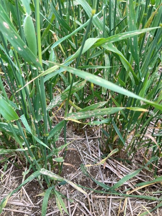 Powdery mildew on Canary Seed in Northants 30th June 2022