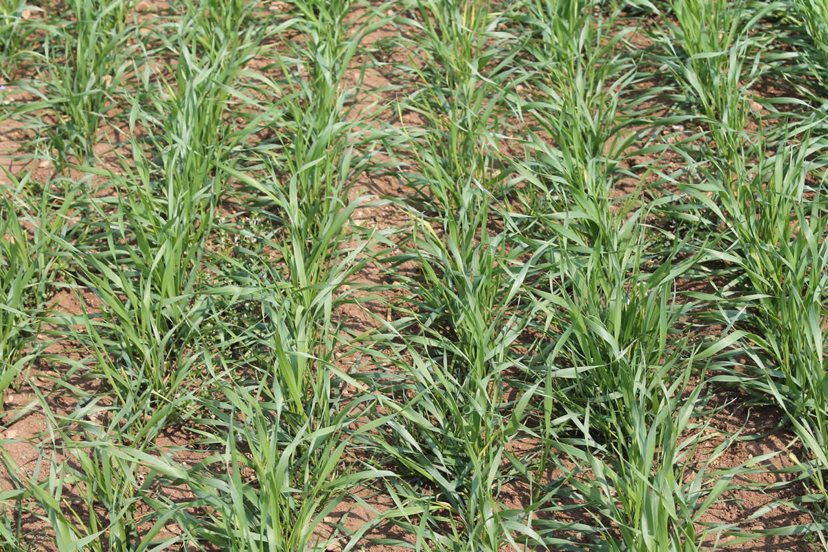 Cereals Event - Red Wheat Plots - Premium Crops Ltd