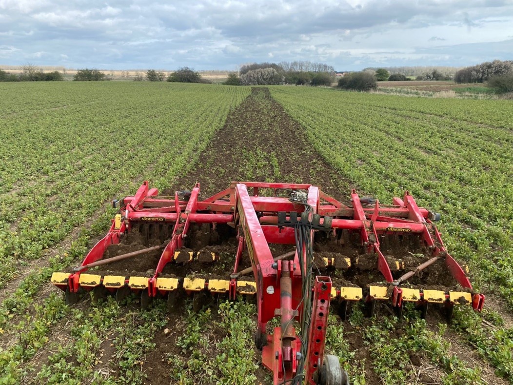 Robert Payne Monitor Farm incoporating cover crop prior to sowing linseed March 2022
