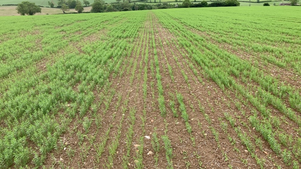 Spring Linseed Variable emergence due to drilling depth