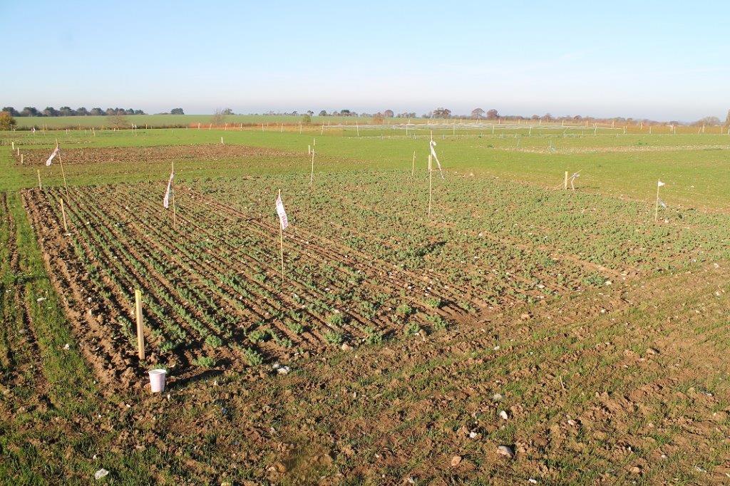 Winter Linseed Plots at Cereals 22 Nov 2021 smaller